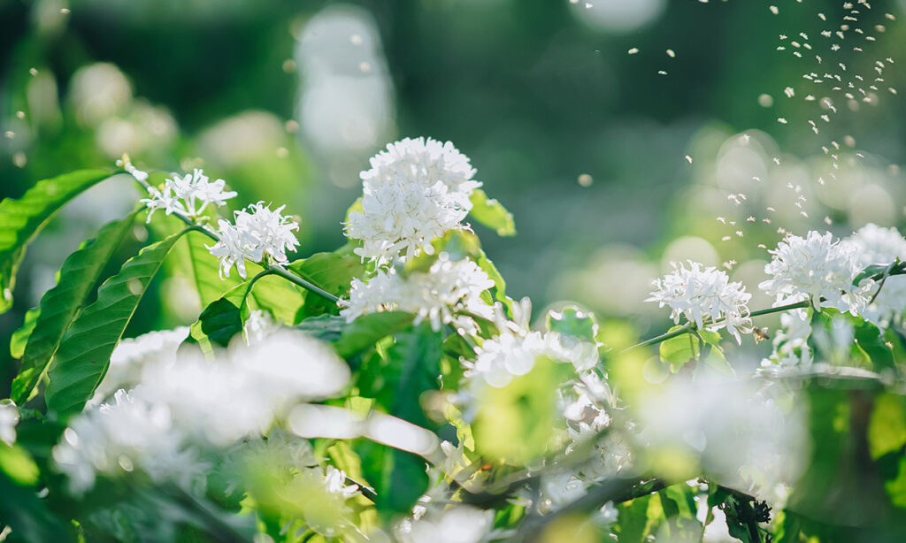 Du lịch Buôn Ma Thuột mùa nào đẹp